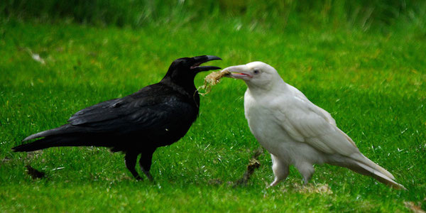 مجتمع الغربان.. طيور تقيم العدل على الأرض بقانون خاص!