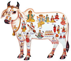 Cow Urine: A Medicine or a Religious Symbol?