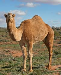 Is Camel Urine a Religious Symbol in Islam?