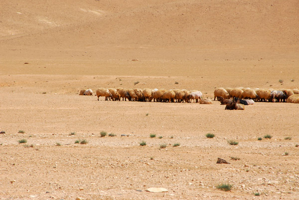 Prophet Muhammad Working as a Shepherd